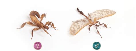 Image result for Flapper Tak