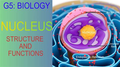 Image result for Cell Nucleus Structure and Function