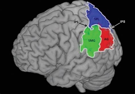 Toradh íomhá ar The Cortex and Its Basic Subdivisions