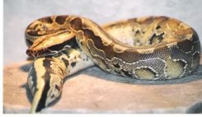Afbeeldingsresultaten voor Borneo Short Tail Python
