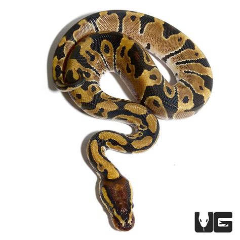 Image result for Bab Snake Ball Python