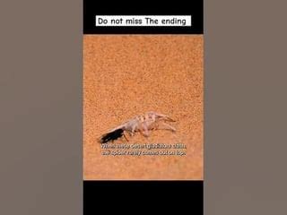 Desert Wheel Spider に対する画像結果