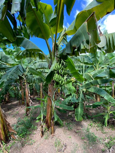 Toradh íomhá ar Blue Java Bananen