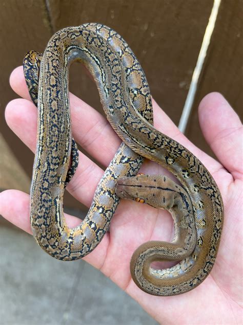 Image result for Super Dwarf Reticulated Python