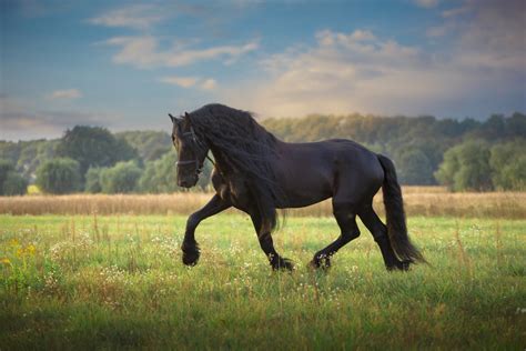 Le Frison Cheval に対する画像結果