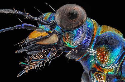 Image result for Python Tiger Beetle