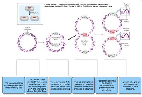 Image result for Microarray Analysis Bidirectional Replication