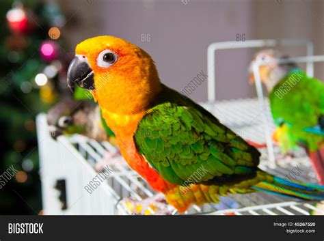 Image result for Cute Sun Conure