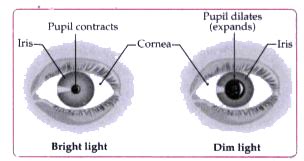 Afbeeldingsresultaten voor Dim Lighting Computer Vision
