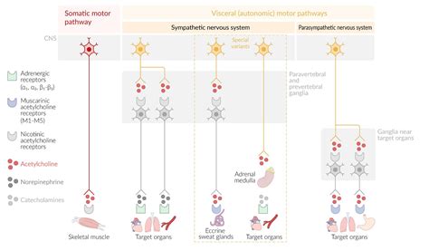 Autonomic Nervous System Function Chart に対する画像結果