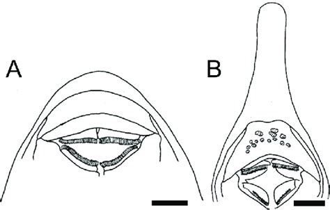 Toradh íomhá ar Dermal Plates
