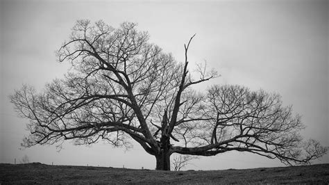 Toradh íomhá ar Black and White Tree Reflection