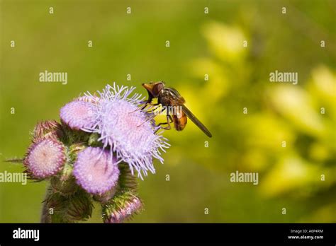 Insect On Flower に対する画像結果
