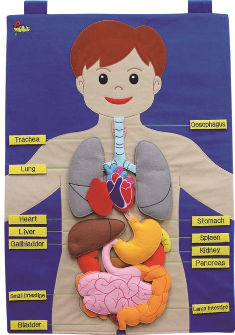 Image result for Human Body Science Project