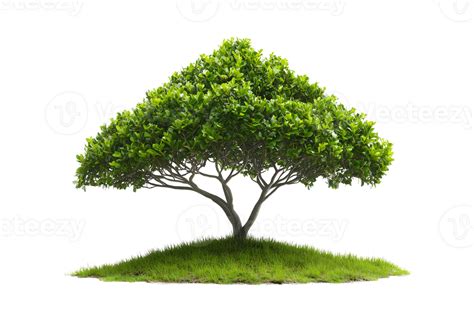 Image result for Triangle Shape Tree
