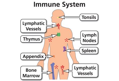 Image result for Immune System Structure