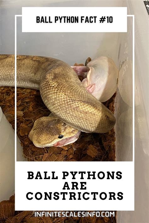 Image result for Ball Python Facts