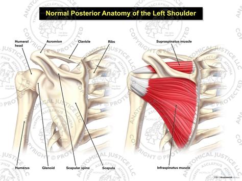 Image result for Left Scapula Dorsal View