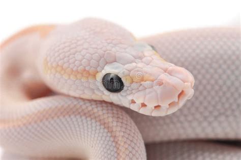 Image result for Snake Background Ball Python