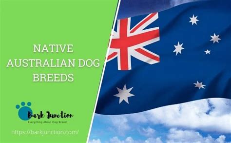 Toradh íomhá ar Native Aussie Dogs