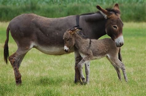 Bildergebnis für Donkey Looking at Screen