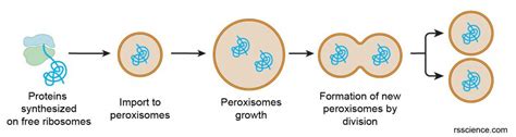 Peroxisome Structure and Function に対する画像結果