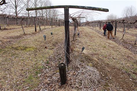 Image result for Single or Double Trunk System Training in Kiwi