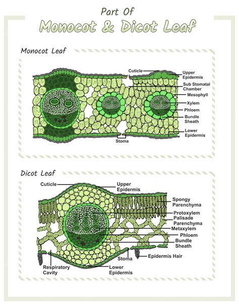 Image result for Leaf Venation Monocot vs Dicot