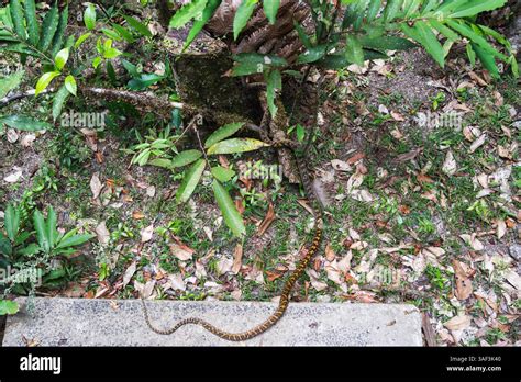 Image result for Python Australian Snake