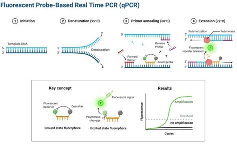 Image result for qPCR Method