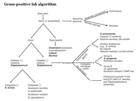 Image result for Gram-positive Algorithm