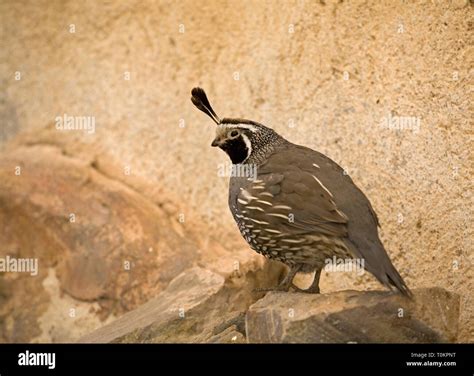 Image result for Valley Quail Male
