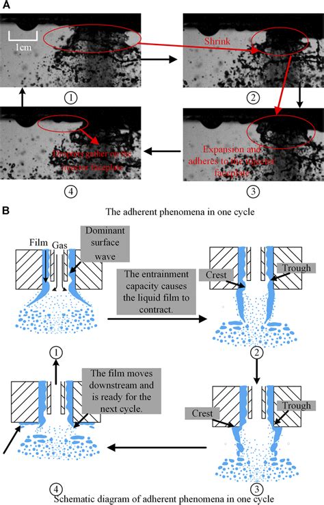 Image result for Coherent Adherent