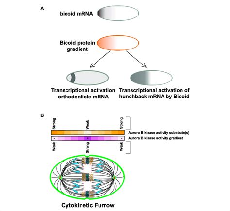 Hunchback Spatial Pattern కోసం చిత్ర ఫలితం