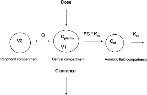Image result for Cefazolin Flower Diagram