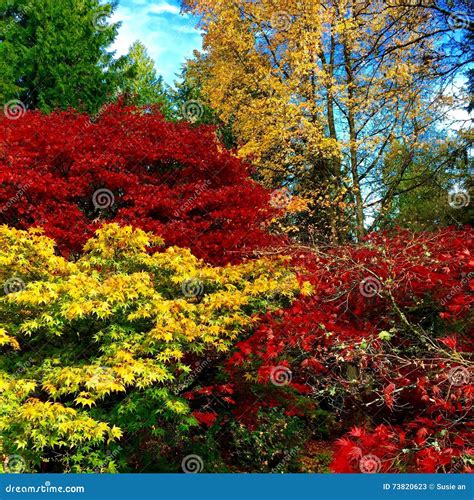 Image result for Seattle Fall Color. Time