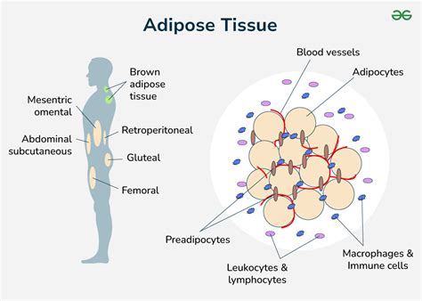 Image result for Adipose Tissue and Matrix Labeled