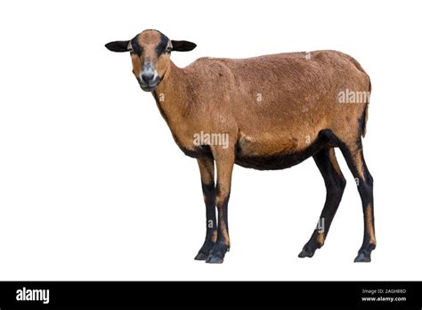 Afbeeldingsresultaten voor African Sheep