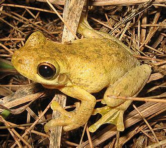 Image result for Frog Insect Predation