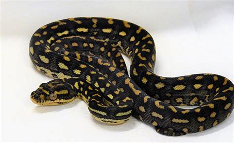 Image result for Diamond Python Fun Facts