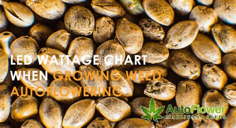 Autoflower Grow Chart に対する画像結果