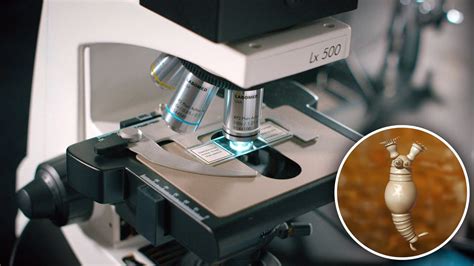 Immersion Microscope に対する画像結果