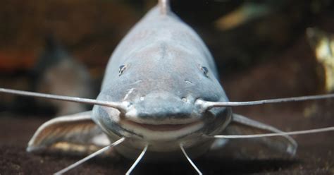 Image result for How to Use Minnows for Catfish Bait