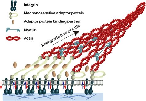 Image result for Focal Adhesion Super Resolution