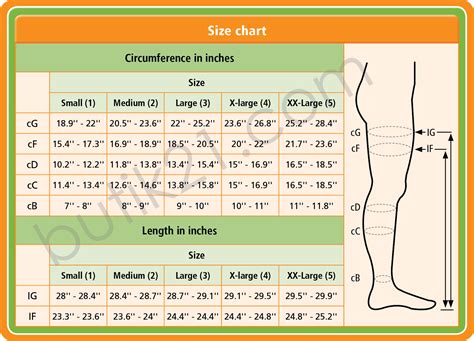 Image result for Compression Stocking Strength Chart
