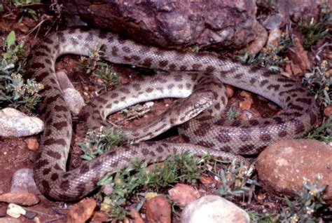 Image result for Stimson's Python Care Guide