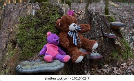 Image result for Teddy Covered in Mud