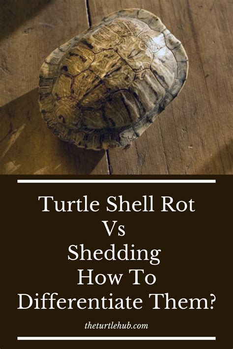 Image result for Turtle Shell Rot vs Shedding