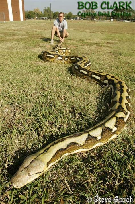 Image result for Big Reticulated Python Handling