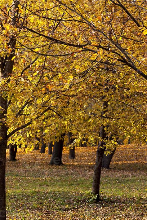 Image result for Maple Tree in Different Season